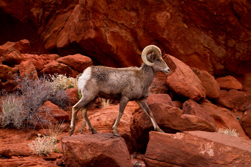 Bighorn On Slickrock